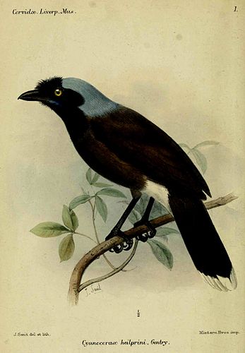 Azure-naped jay